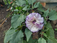 Datura metel