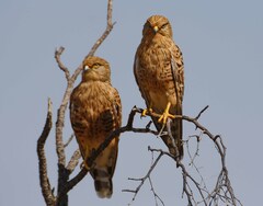 Falco rupicoloides rupicoloides