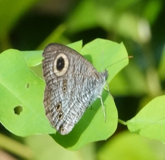 Ypthima horsfieldii