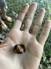 Pomacea canaliculata