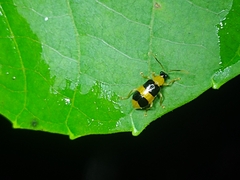 Diabroticina