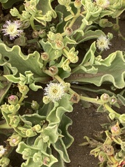 Mesembryanthemum guerichianum image
