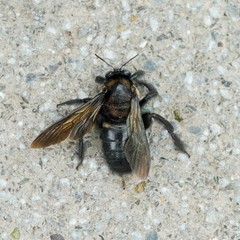 Xylocopa tranquebarorum