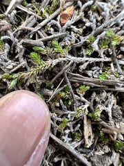 Selaginella cinerascens