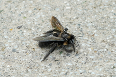 Xylocopa tranquebarorum