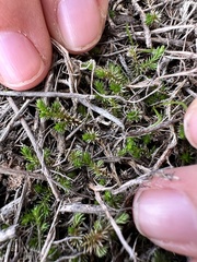 Selaginella cinerascens
