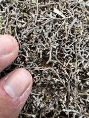 Selaginella cinerascens