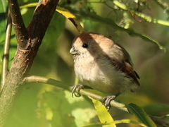 Sinosuthora webbiana