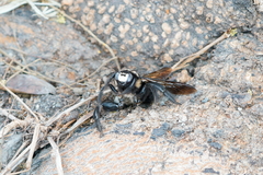 Xylocopa tranquebarorum