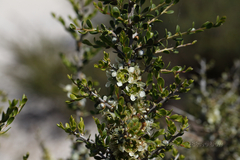 Leptospermum spinescens