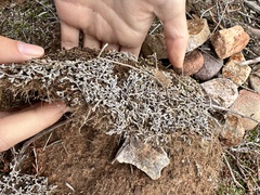 Selaginella cinerascens