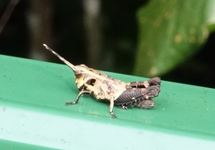 Traulia azureipennis