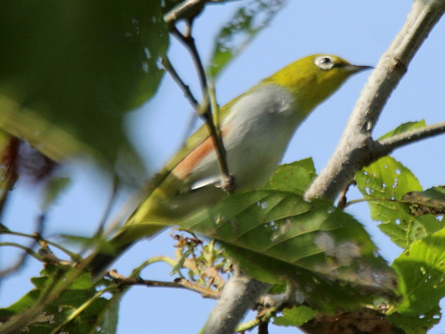 Chestnut-flanked White-eye (Zosterops erythropleurus), photo 8