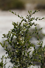 Leptospermum spinescens
