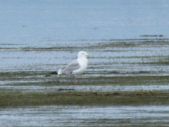 Larus argentatus mongolicus