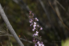 Stylidium maitlandianum