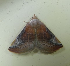 Mataeomera coccophaga