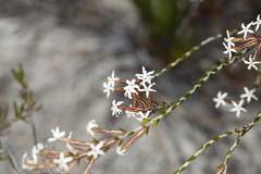 Lysinema pentapetalum