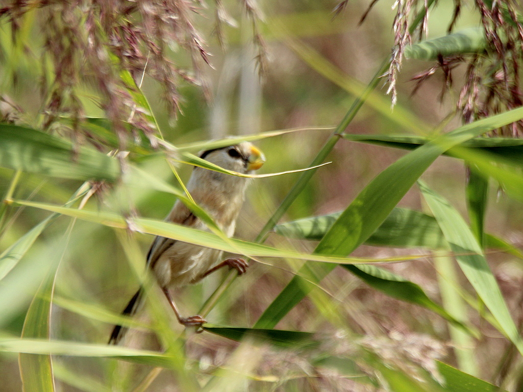 Reed Parrotbill
