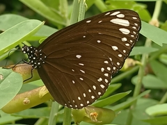Euploea crameri