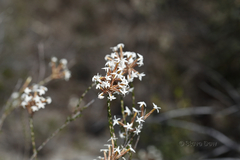 Lysinema pentapetalum