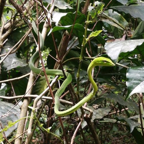 Photo of a Malabar Whipsnake (Ahaetulla malabarica)