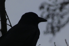 Corvus corone