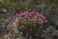 Melaleuca trichophylla