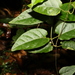 Parsonsia velutina - Photo (c) Greg Tasney,  זכויות יוצרים חלקיות (CC BY-SA), הועלה על ידי Greg Tasney
