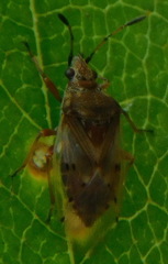 Kleidocerys resedae