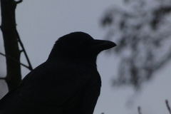 Corvus corone