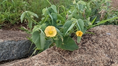 Abutilon austro-africanum