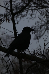 Corvus corone
