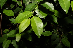 Celtis paniculata