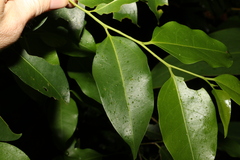 Celtis paniculata