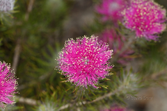 Melaleuca trichophylla