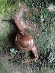 Macrochlamys hippocastaneum