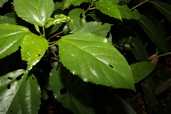 Dendrocnide photiniiphylla