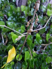 Gastrodia cunninghamii