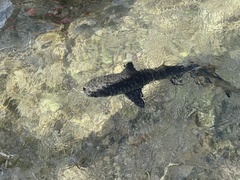 Negaprion brevirostris