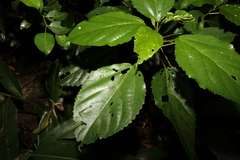 Dendrocnide photiniiphylla