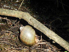 Pomacea paludosa