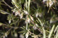 Conostephium pendulum