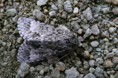 Acronicta megacephala