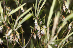 Conostephium pendulum