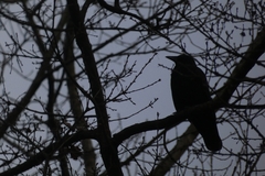 Corvus corone
