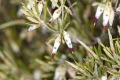 Conostephium pendulum