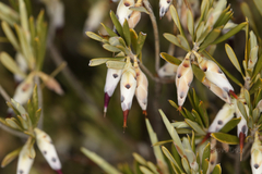 Conostephium pendulum