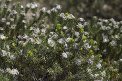 Petrophile scabriuscula