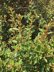 Pomaderris paniculosa